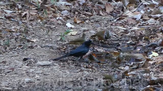 Greater Racket-tailed Drongo (D.paradiseus), Cambodia. 20160313_172746.m2ts смотреть онлайн