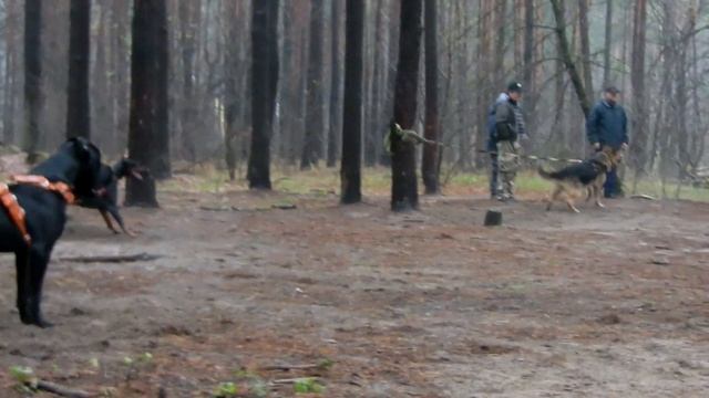 Cane Corso Quasar working 11 month смотреть онлайн