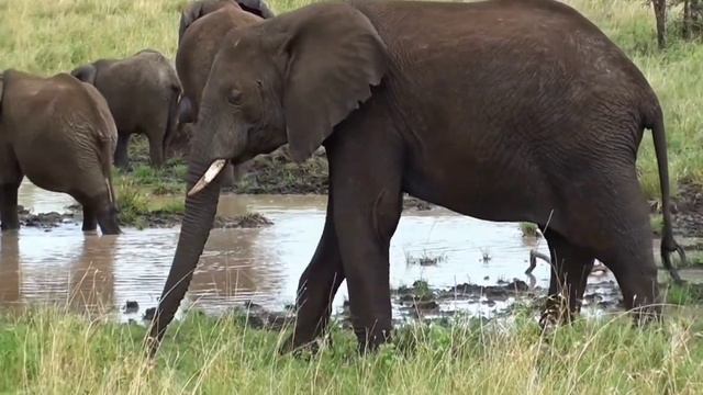 звуки животных (гусь,овечка, слон, обезьяна) смотреть онлайн