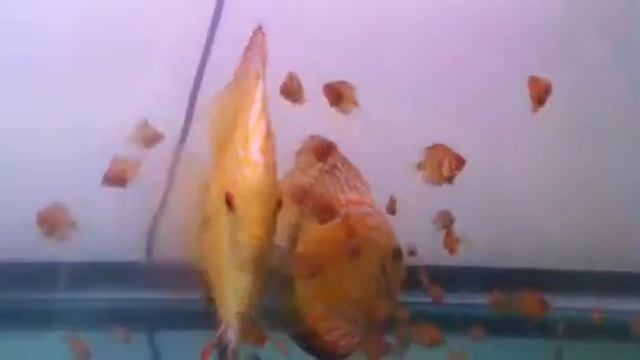 Yellow Pigeon Blood discus pair and fry смотреть онлайн
