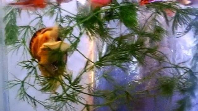 улитки ампулярии смотреть онлайн