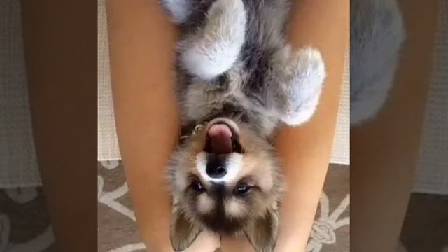 Котики под музыку пего пего смотреть онлайн