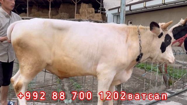 5 сар моли Арзон баромад 🇹🇯24 апреля 2024 г. смотреть онлайн