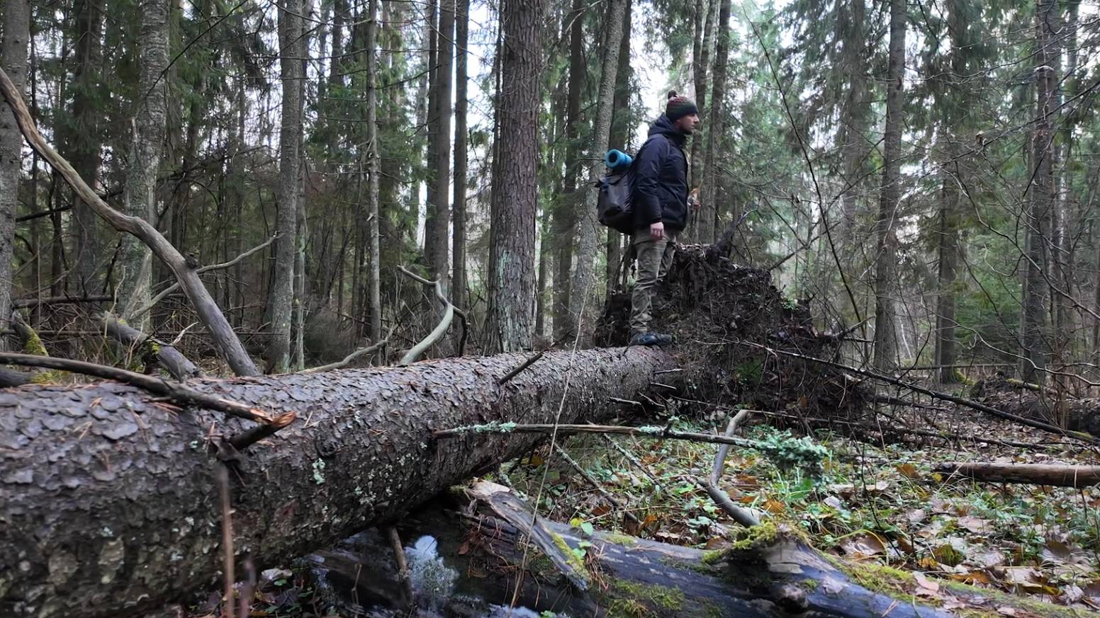 Кустарничество в холодном осеннем лесу. Строим УБЕЖИЩЕ для ВЫЖИВАНИЯ в диком лесу. смотреть онлайн