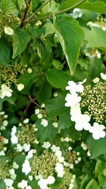 Калина 🌼🍀🍀🍀 #bayern #весна2023 #wetterheute #лечебныетравы #флора #природагермании смотреть онлайн