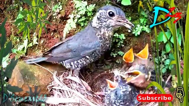 MAMPUS !! Anak Kedasih Gak Di Kasih Makan Sama Sekali смотреть онлайн