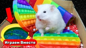 Хомяк выбирает поп-ит из лабиринта ! Увлекательное видео для детей !