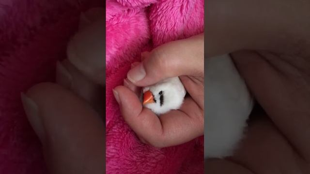 キンカチョウ ベタ慣れのムゥーちゃん 幸せタイム♪ смотреть онлайн