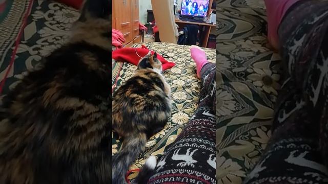 Домашний, послушный вяхирь Боня) смотреть онлайн