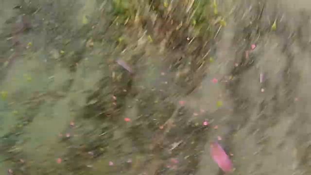 Tough Mudder Arctic Enema! Michigan/Ohio April 14, 2012 смотреть онлайн