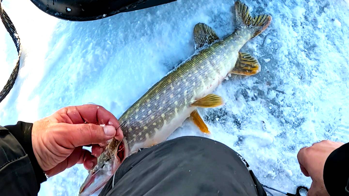 ОТЛИЧНЫЙ КЛЁВ  ЩУКИ НА ЖЕРЛИЦЫ в ГЛУХОЗИМЬЕ! ЩУКА за ЩУКОЙ вылетают на ЛЁД! РЫБАЛКА НА ЖИВЦА СО ЛЬДА