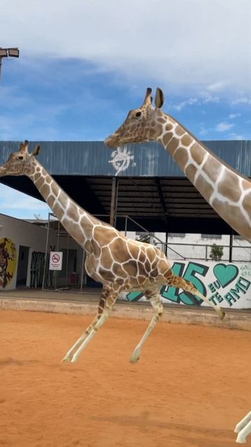 QUES GIRAFAO 😱#shorts смотреть онлайн