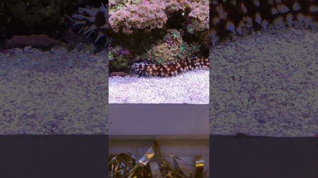 Tiger tail sea cucumber смотреть онлайн