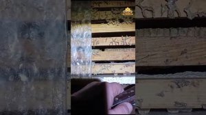 Отзыв о наших пчеломатках от Олега. Бакфаст Урала