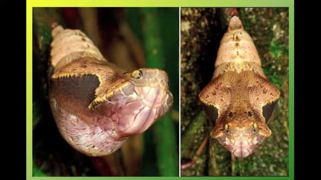 Lezione crisalide смотреть онлайн