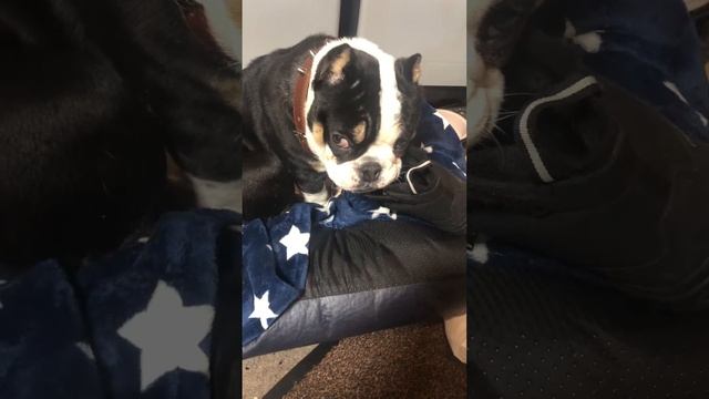 Не ругайте Золушку,блин!!!Амбулли Борька смотреть онлайн