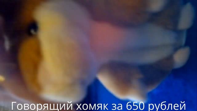 Говорящий хомяк за 650 рублей смотреть онлайн
