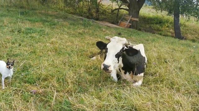 Коровы в Лужках. 24-25.06.2021(1) смотреть онлайн