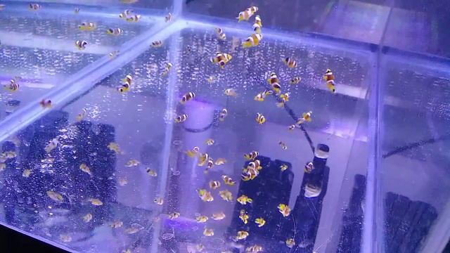 2020-06-23 01:34:12 Amphiprion bicinctus, 33 day old juveniles (nest #25) смотреть онлайн