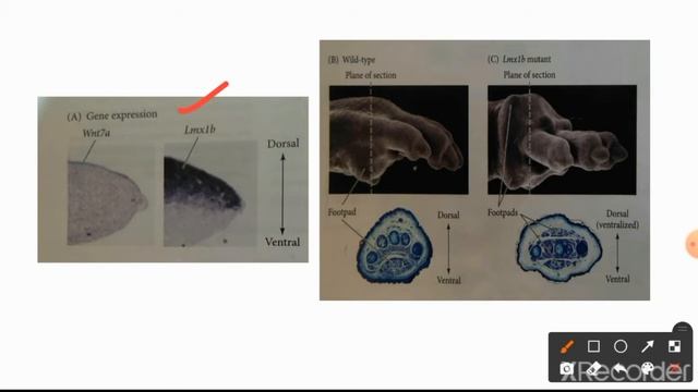 Generation of dorsal-ventral axis (D-V) in case of tetrapod limb development # part - 4 of limb dev смотреть онлайн