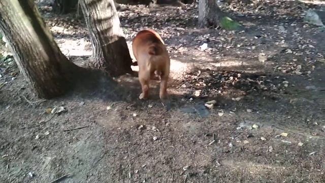 Красота утром в лесу смотреть онлайн