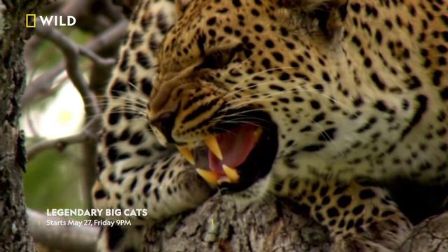 The big, bad predators | Legendary Big Cats | Every Friday 9 PM | Nat Geo Wild смотреть онлайн