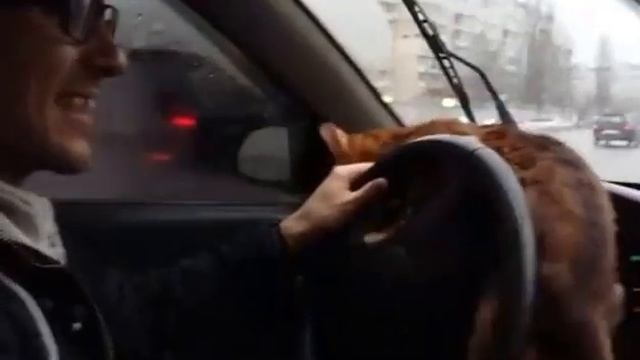 Cat driving a car / Кот за рулем автомобиля смотреть онлайн