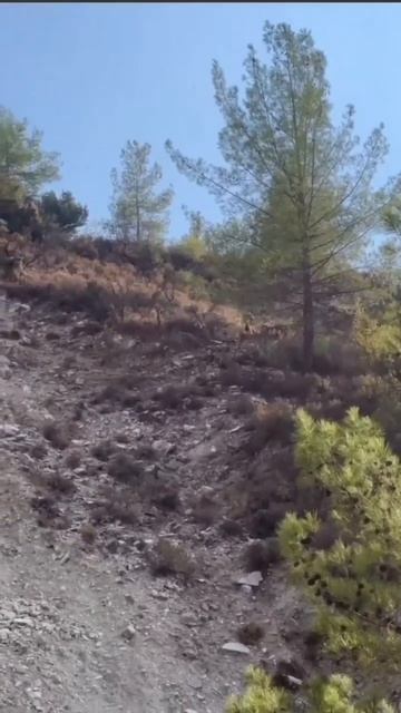 Rare Encounter: Cypriot Mouflon Spotted in Troodos, Cyprus смотреть онлайн
