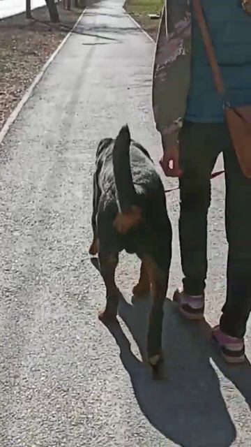 Прогулка на провисшем поводке. смотреть онлайн