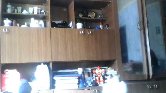 Кошка смотрит телевизор смотреть онлайн