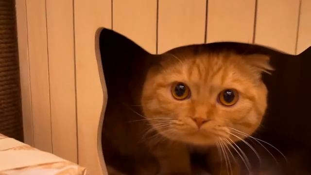 Домик, когтеточка для кошек смотреть онлайн