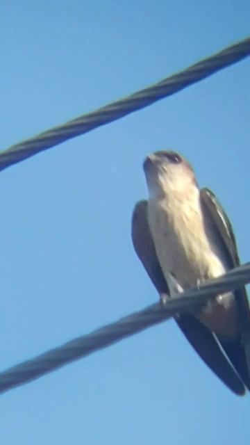 "Feathered Wonders: An Avian Adventure on YouTube" смотреть онлайн