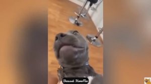 Новый выпуск самых смешных видео с собаками, кошками и не только!
Новый выпуск "Веселй КотоПес"  5