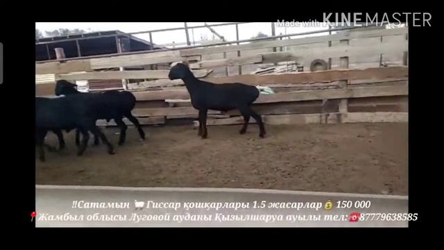 😱😱Гиссар қошқарлары🔥🔥KZ| МАЛ БАЗАР (Телеграм) смотреть онлайн