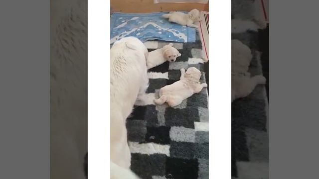 Золотистые ретриверы и лабрадоры для съемки. 8(916) 702-11-08 смотреть онлайн