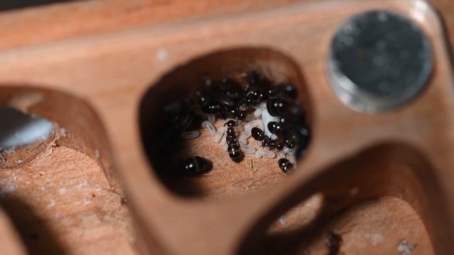 ¿QUE HA PASADO CON LAS LATERALLIS? | Camponotus Lateralis смотреть онлайн