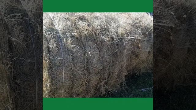 ЗАГОТОВКА СЕНА смотреть онлайн