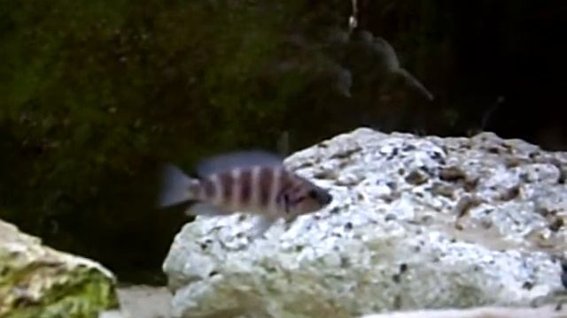 Neolamprologus savoryi "Gitaza" смотреть онлайн