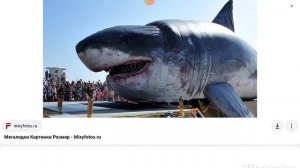 кто такой мегалодон информация о megalodon.   Поставь лайк и подпишись если панравилось