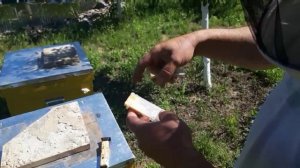 Как подсадить плодную матку в улей