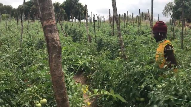 Zimbabwe Rural Tomato Farming Part 4 смотреть онлайн