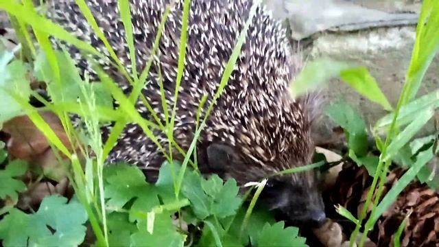 Ёжик. Лето 2023. Подмосковье. Hedgehog. Summer 2023. #ёжик #дикиеживотные смотреть онлайн