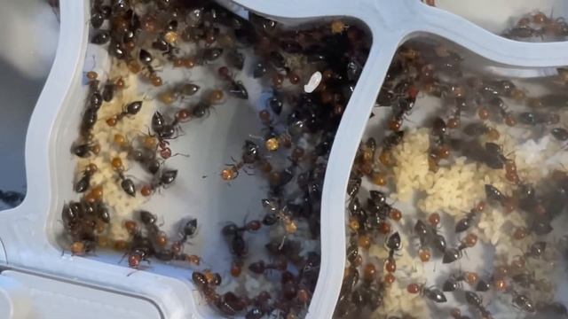 Crematogaster scutelaris смотреть онлайн