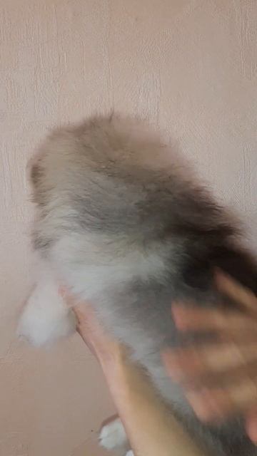 Шпиц смотреть онлайн
