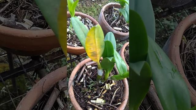 Cercospora, Anthracnosa, Snails/Slugs on the Dendrobium Orchid смотреть онлайн