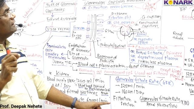 EXCRETORY PRODUCTS AND ITS ELIMINATION L-7 смотреть онлайн