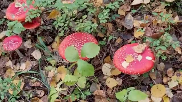 Гуляем по лесу и собираем грибы. Красота! . Вологодская область. смотреть онлайн