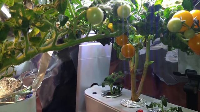 Orange Hat Tomato Update смотреть онлайн