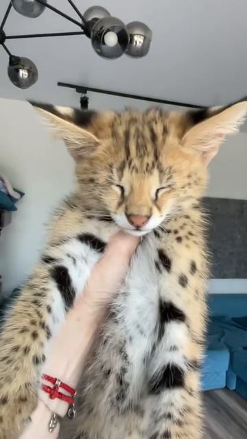 Когда попросили показать глазки, но ты очень застенчивая девочка😂 смотреть онлайн