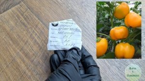 Посев перца на рассаду